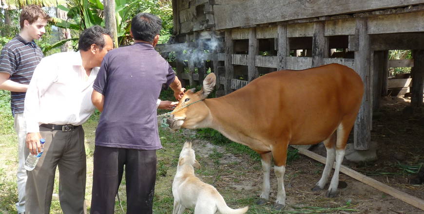 Meeting a cow called “LCA” thumbnail
